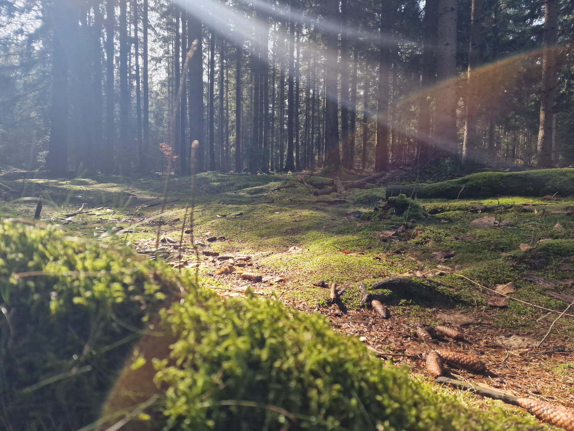 Cunnersdorf, Taubenteich, Fuchsteich, Rotstein und Katzstein