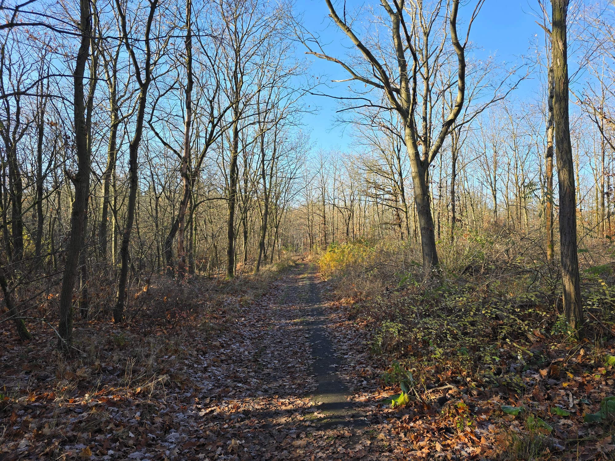 Frostige Herbstwanderung durch die Dresdner Heide