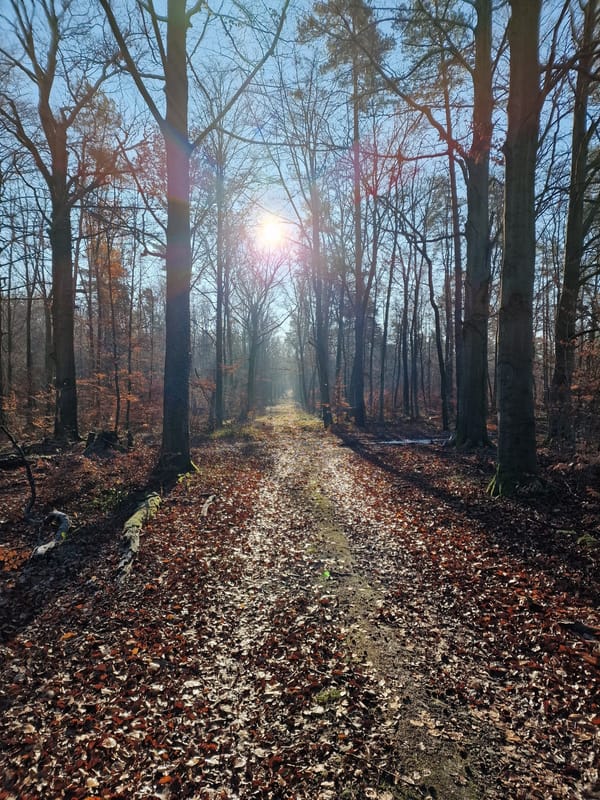 Sonntagsrunde durch die Dresdner Heide