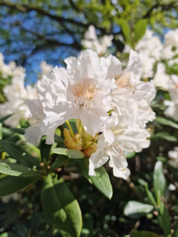 Abendrunde durch die Dresdner Heide